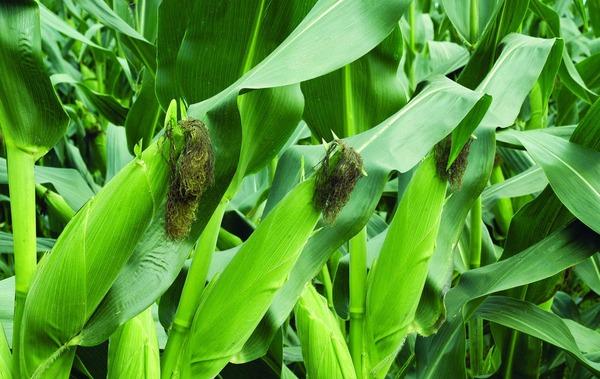 农业部玉米结构调整是农业供给侧结构性改革重点